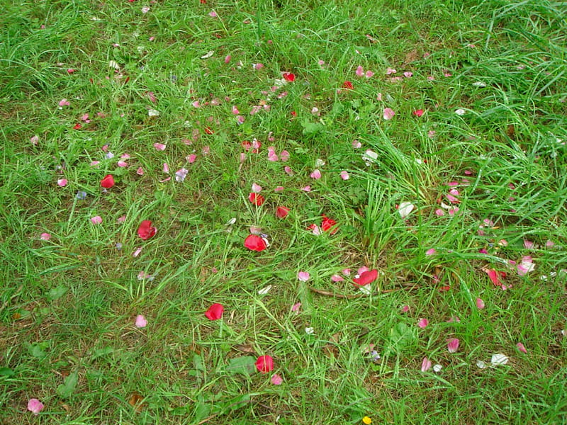 Grass & Petals, ceremony, grass, flowers, nature, wedding, HD wallpaper