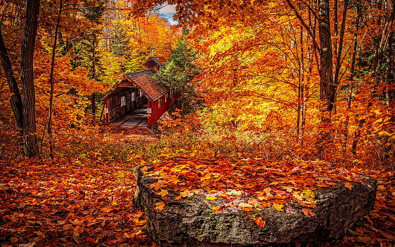 Covered bridge in autumn, fall, forest, autumn, leaves, bridge, covered, bonito, HD wallpaper