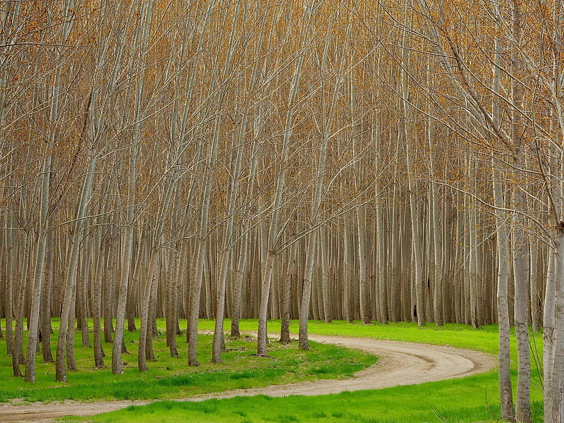 Hybrid poplar trees in Oregon, forest, oregon, poplar, plantation, trees, HD wallpaper
