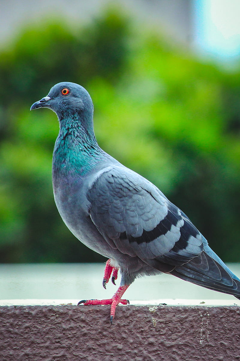 shallow focus graphy of pigeon, HD phone wallpaper