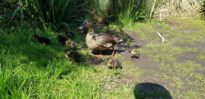 Ducks, babies, caring, mother, HD wallpaper