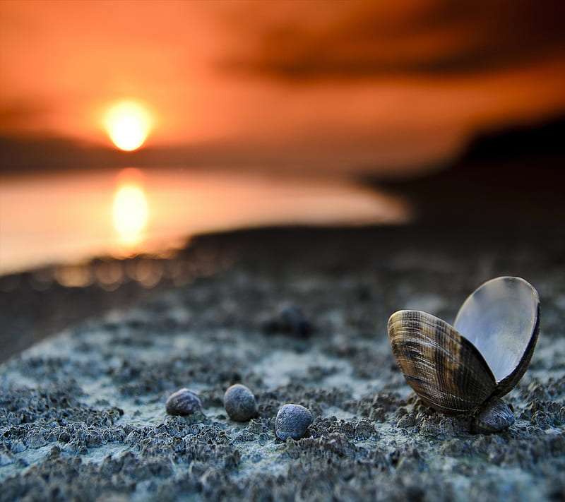 Nature , seashell, sun, HD wallpaper