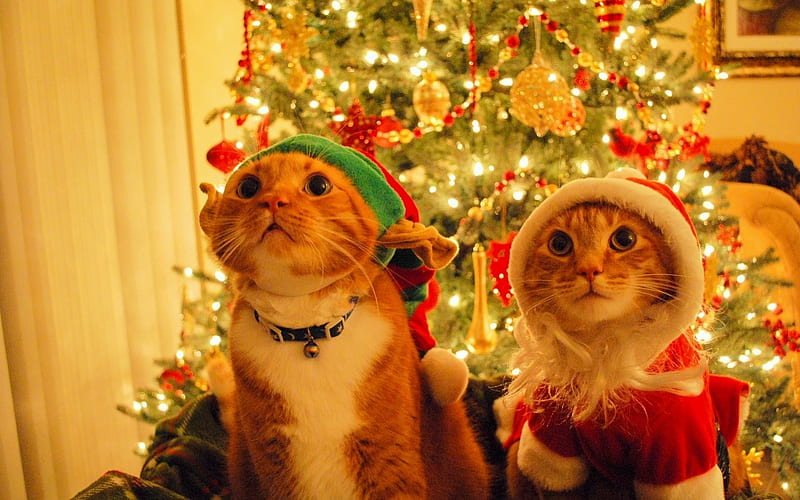 Gatos de navidad, árbol, gato, navidad, animales, Fondo de pantalla HD |  Peakpx