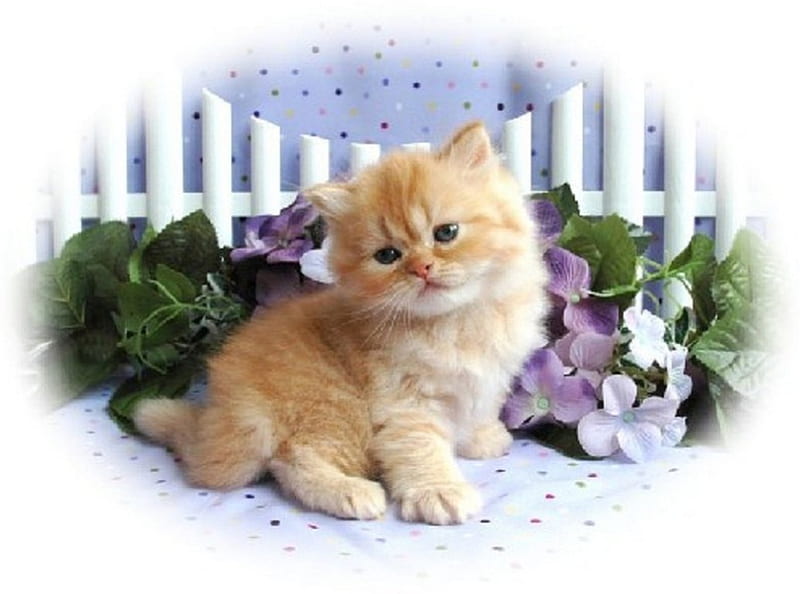 Cute kitty and flowers, cute, kitty, flowers, cats, animals, HD ...