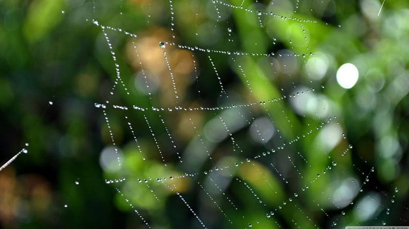 Spider web with dew drops, raindrops, drops, spring, abstract, dewdrops, graphy, green, web, macro, rain, HD wallpaper