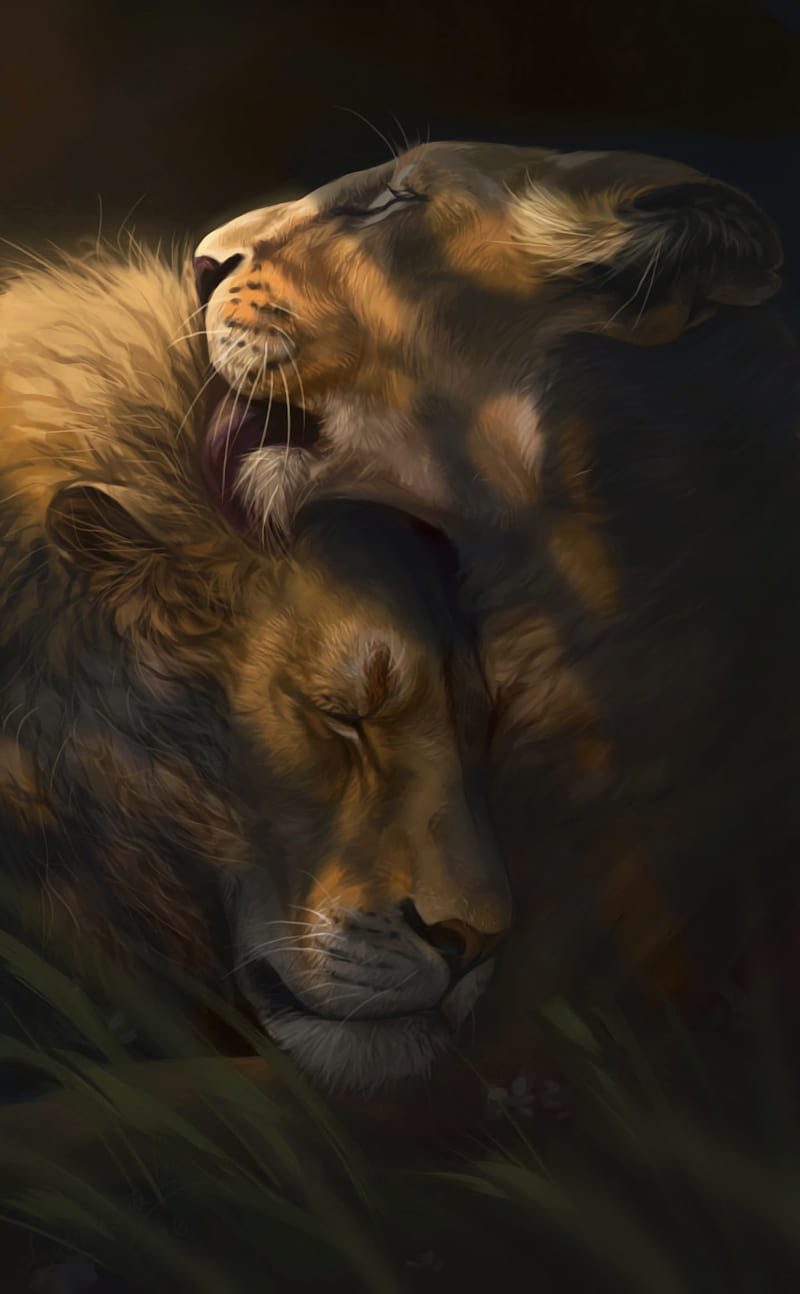 lion, lioness, love, cute, HD phone wallpaper
