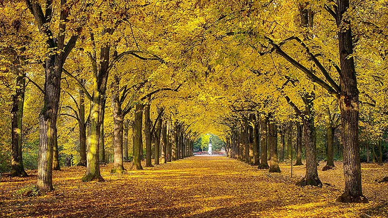 Straight Line Yellow Autumn Leaves Trees Park During Daytime Autumn, HD wallpaper
