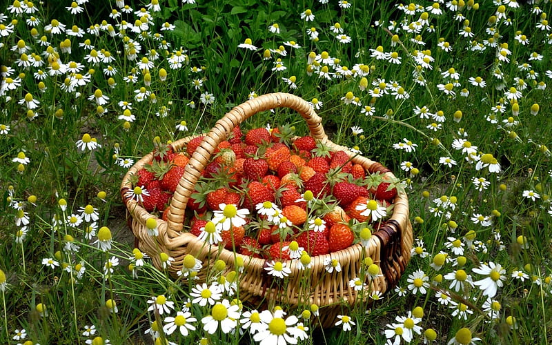 Strawberry Basket, fruit, red, basket, summer, chamomile, fields, starwberries, HD wallpaper