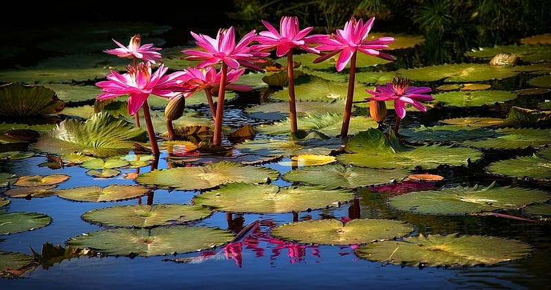 Waterlilies, pond, red, leaves, blossoms, petals, HD wallpaper