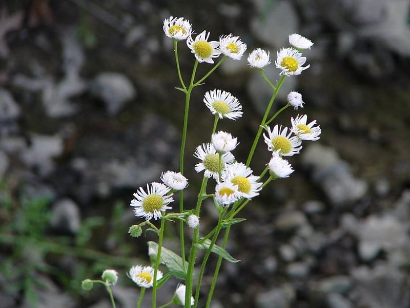 Daisies, flowers, HD wallpaper