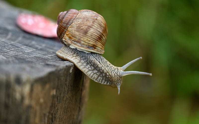 Snail - Acrobat, Latvia, snail, animal, stump, macro, HD wallpaper