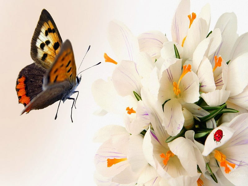 Spring attraction, beauty, lilies, flowers, butterfly, HD wallpaper