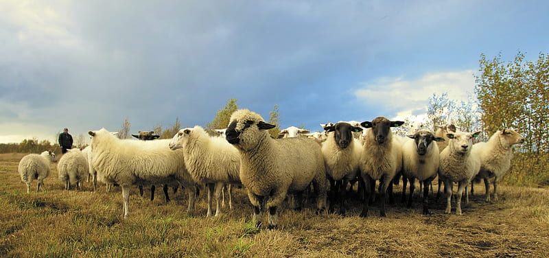 Herd of sheep, Sheep, Herd, Nature, Animals, HD wallpaper