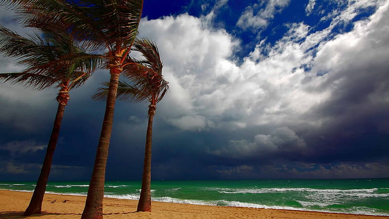 storm approaching a tropical beach, beach, wind, clouds, storm, sea, palms, HD wallpaper