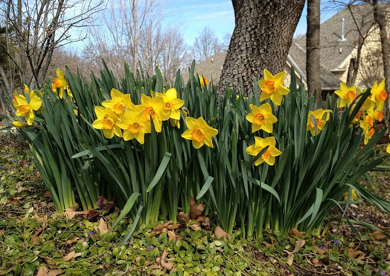 *** Narcissus ***, flower, flowers, nature, park, HD wallpaper