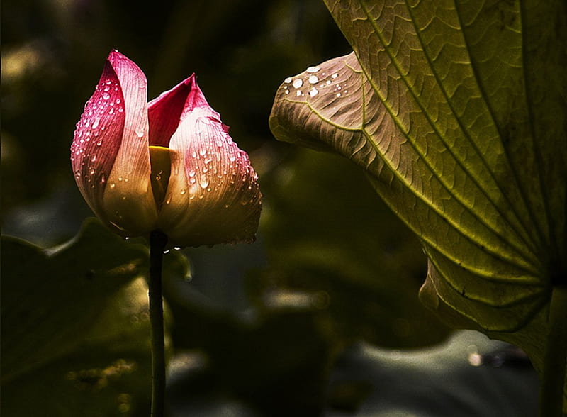 Pink Lotus, leaves, flower, dew, morning, bud, pink, HD wallpaper