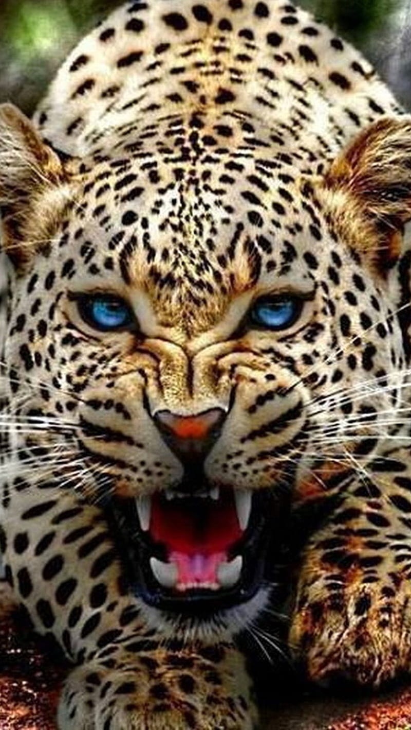 Jaguar Face, animal, cat, HD phone wallpaper