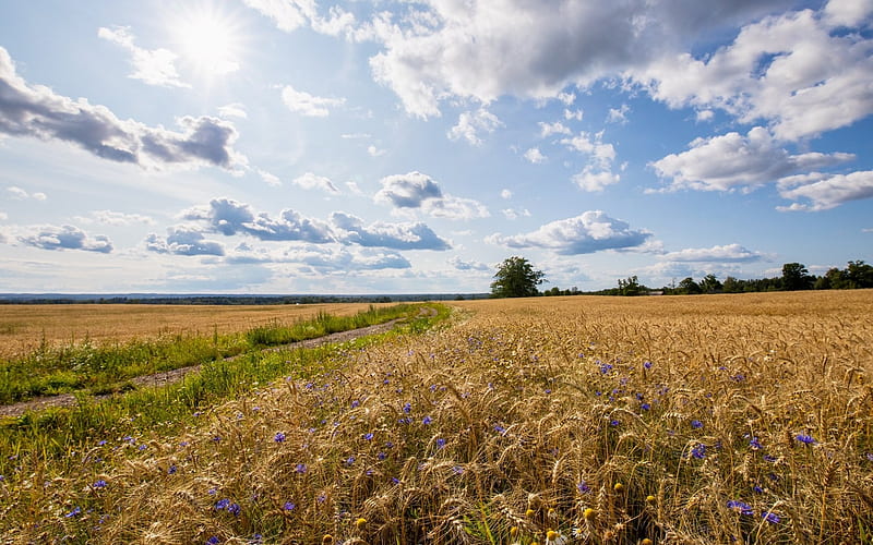 Cornfield in Latvia, rural, clouds, road, cornfield, Latvia, HD wallpaper
