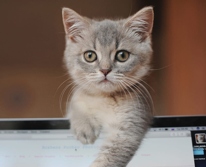 Kitten Cute, HD wallpaper
