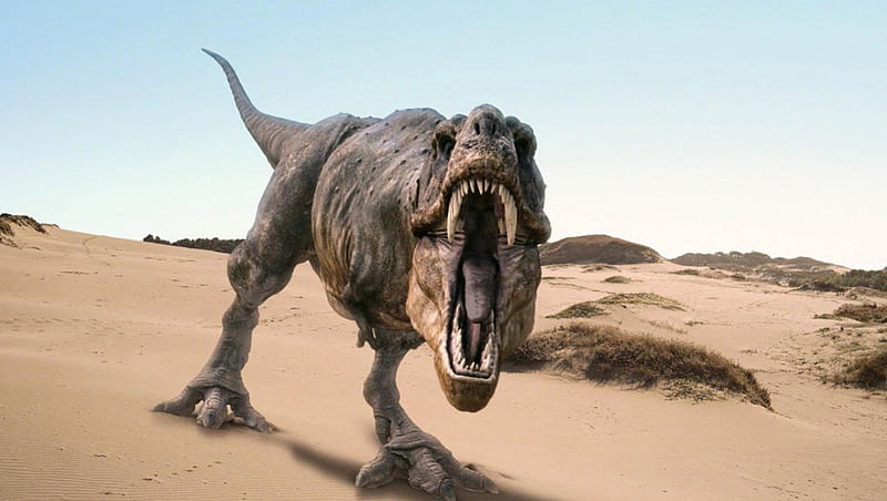 Tyrannosaurus Rex, carnivoro, predador, grande, dinossauro, HD wallpaper