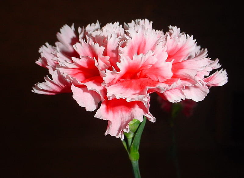 great pink carnation, flower, nature, carnation, pink, HD wallpaper