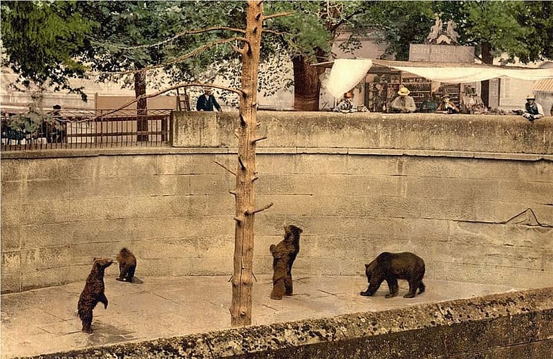 Bear Park, Bern, CH, spectators above, two standing on rear feet, wantng a treet, brown bears, trees, HD wallpaper