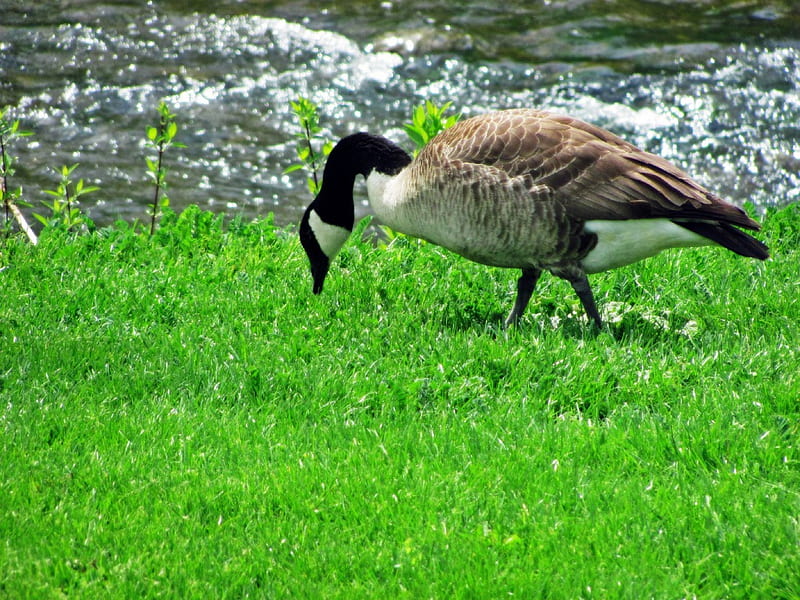 Feeding Goose, Canadian Goose, Goose, Park Goose, HD wallpaper
