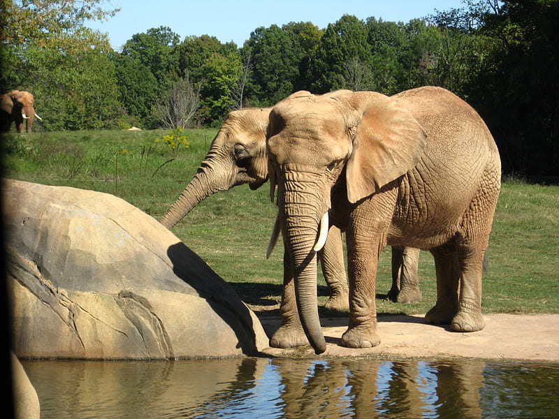 Elephants at the North Carolina Zoo, elephants, water, green, brown, tusks, trees, safari, africa, HD wallpaper