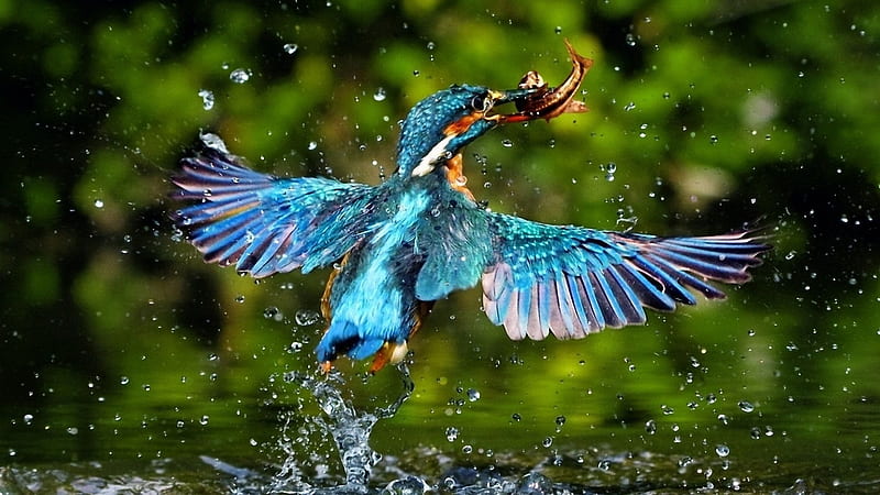 The Reward, kingfisher, water, fish, shot, bonito, drops, catch, HD wallpaper