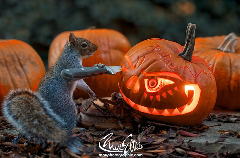 Pumpkin carver, signed, cute, max ellis, orange, halloween, funny, animal, HD wallpaper