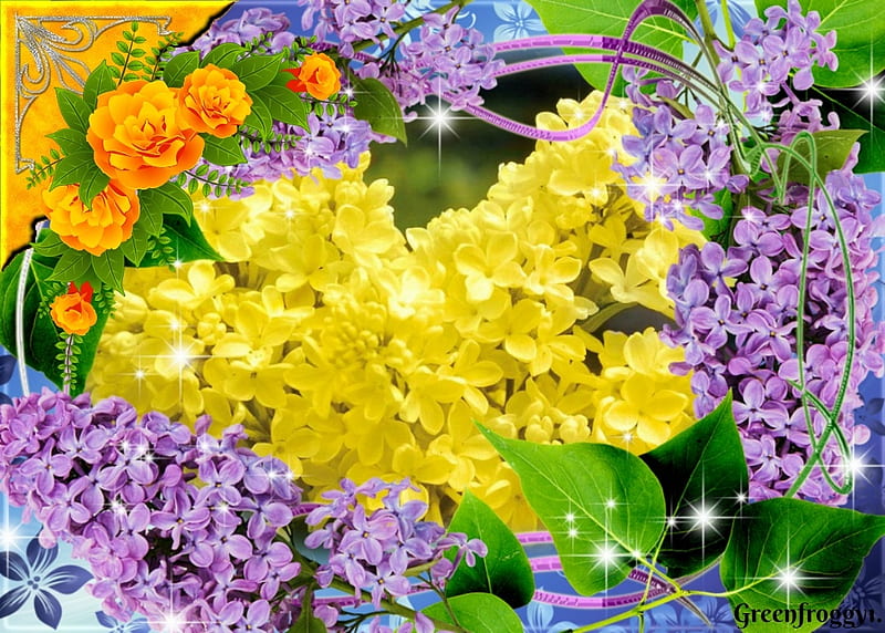 YELLOW LILACS, LILAC, YELLOW, FLOWERS, HD wallpaper