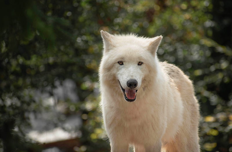 Animal, Arctic Wolf, White Wolf, Wildlife, Wolf, HD wallpaper