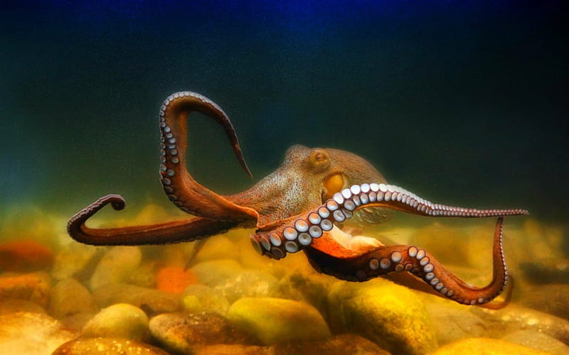 Octopus, underwater, sea, creature, HD wallpaper