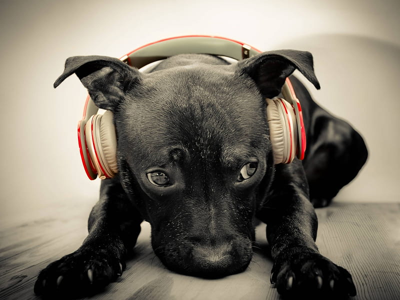 I hate rap music !, i hate rap music, head phone, dog, HD wallpaper
