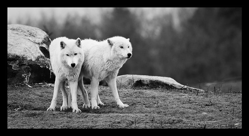 Arctic friends, friendship, quotes, pack, dog, lobo, arctic, black, abstract, winter, timber, snow, wolf , wolfrunning, wolf, white, lone wolf, howling, wild animal black, howl, canine, wolf pack, solitude, gris, the pack, mythical, majestic, wisdom beautiful, spirit, canis lupus, grey wolf, nature, wolves, HD wallpaper