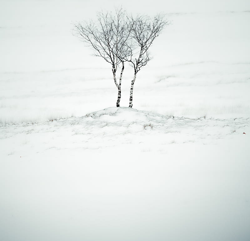 leafless tree on snow covered ground, HD wallpaper