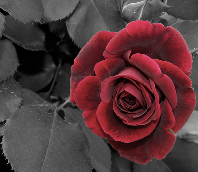 Red Rose, black, red, rose, background, HD wallpaper | Peakpx