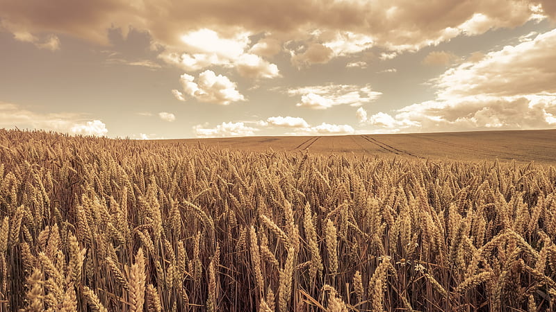 Wheat Field, nature, grain, field, wheat, HD wallpaper