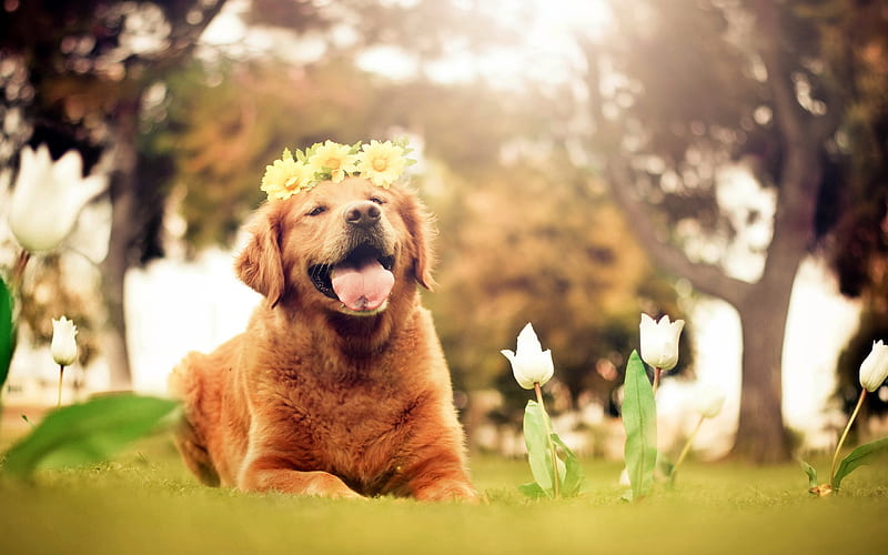 labrador, flowers, lawn, retriever, pets, labradors, golden retriever, HD wallpaper