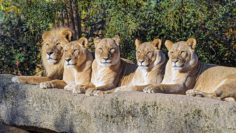 lions, predator, big cat, animal, wildlife, HD wallpaper