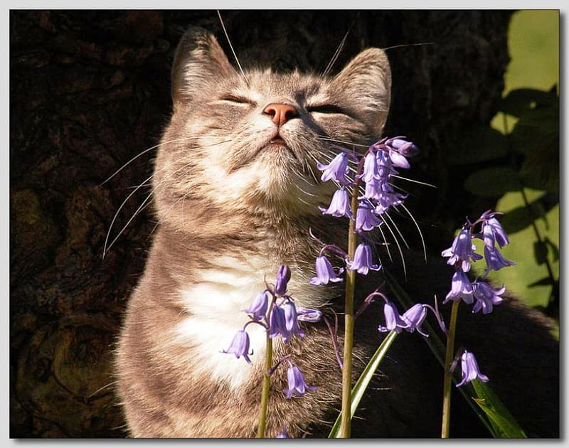 Aren't I Beautiful??, furry, sun, flowers, nature, cat, bluebells ...