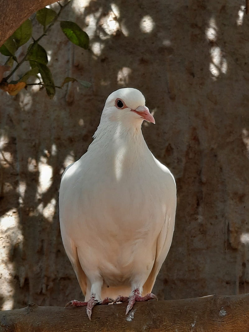 White Pigeon , birds, HD phone wallpaper