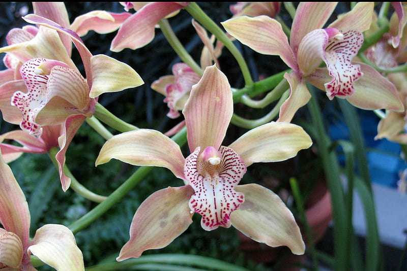 Orchids, orhidee, flower, vanilie, flower, nature, orquidea, flori, vanilla, HD wallpaper