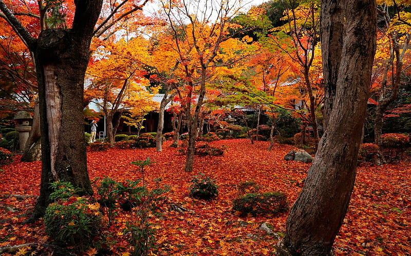 Autumn maple-Enkoji Temple Autumn, HD wallpaper