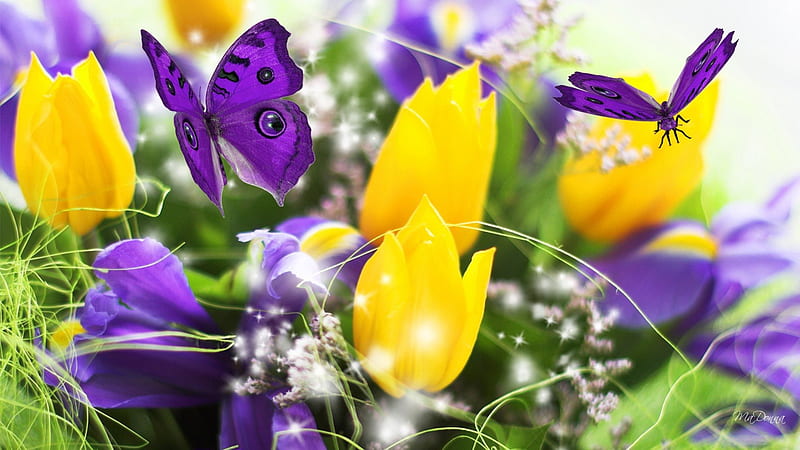 Promise of Spring, flowers, crocus, yellow, butterflies, spring, purple, bright, papillon, tulips, HD wallpaper