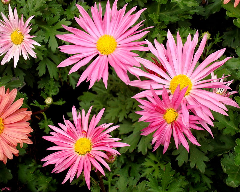 Pink Chrysanthemum, graph, bloom, spring, mum, blossom, summer, flower, garden, pink, HD wallpaper
