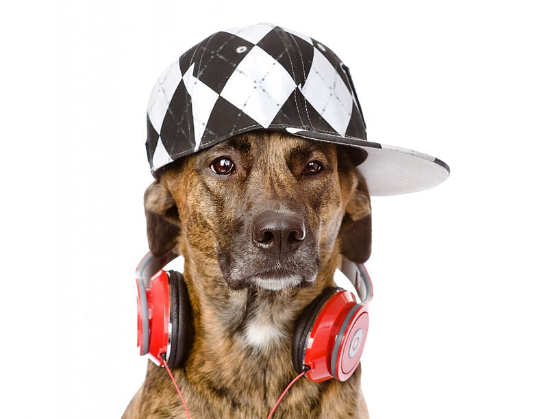 Cool dog, red, headphones, black, animal, hat, cool, funny, white, dog, HD wallpaper