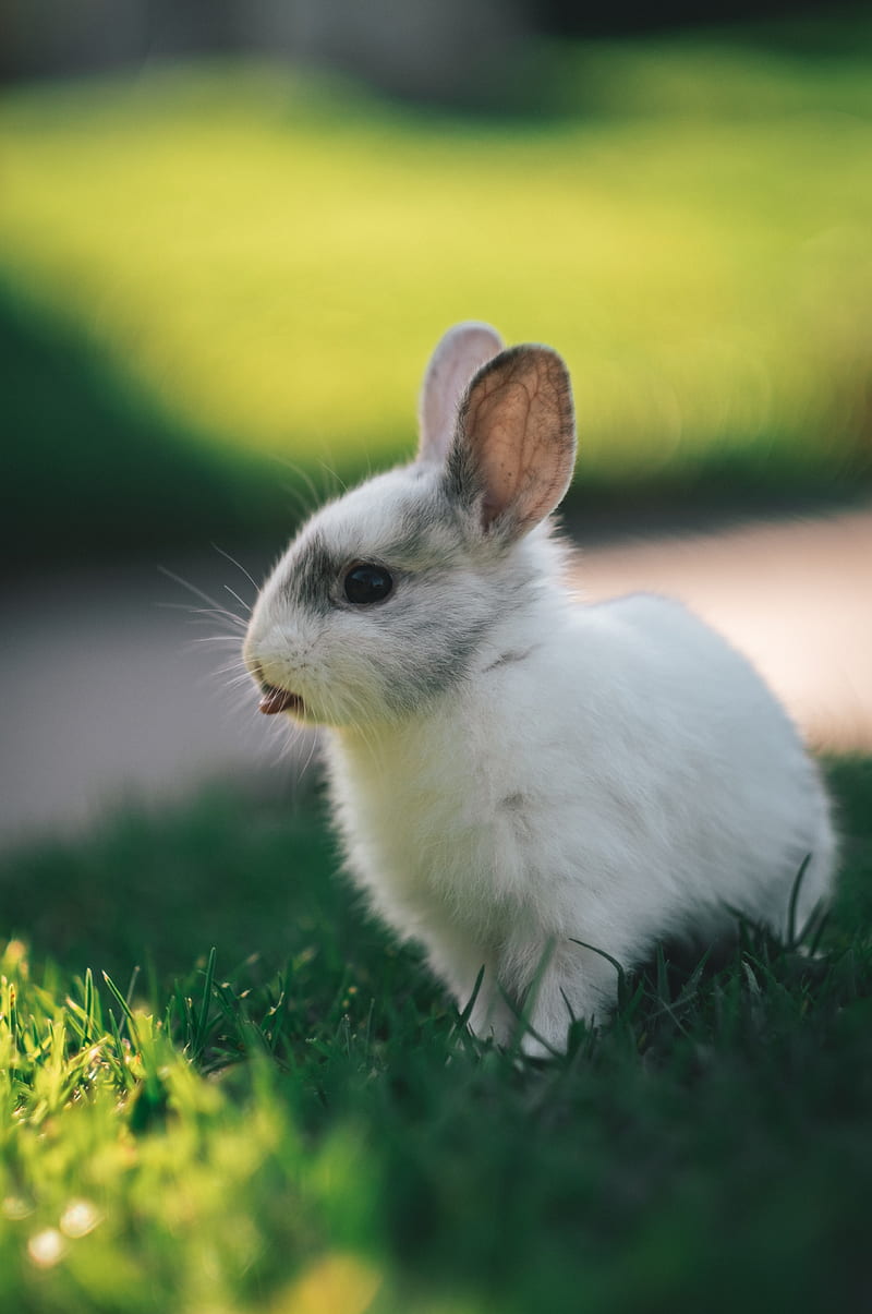 rabbit, hare, protruding tongue, funny, HD phone wallpaper