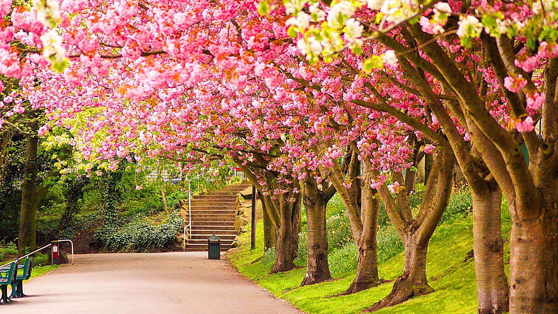 Pathway Between Colorful Cherry Blossom Trees During Daytime Nature, HD wallpaper
