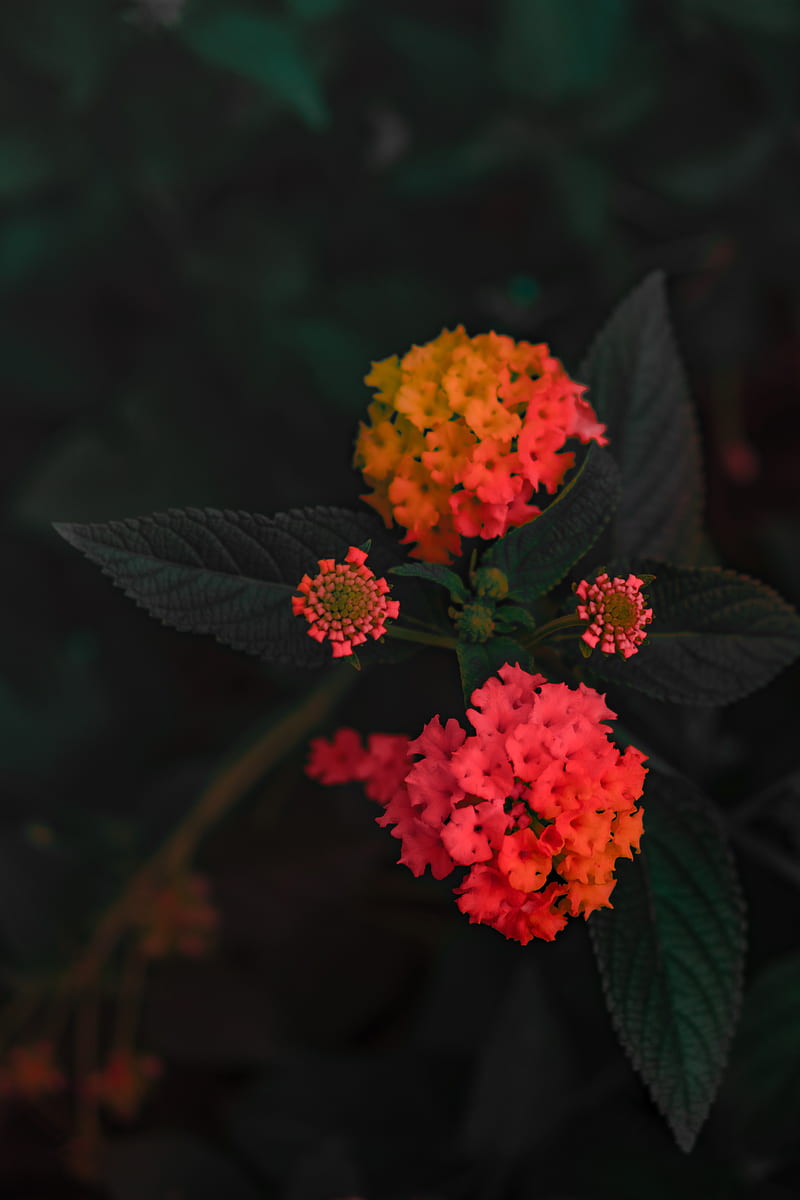 lantana camara, flower, orange, umbelanterna, bush, bloom, HD phone wallpaper